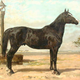Illustration for article titled Lovakrúl